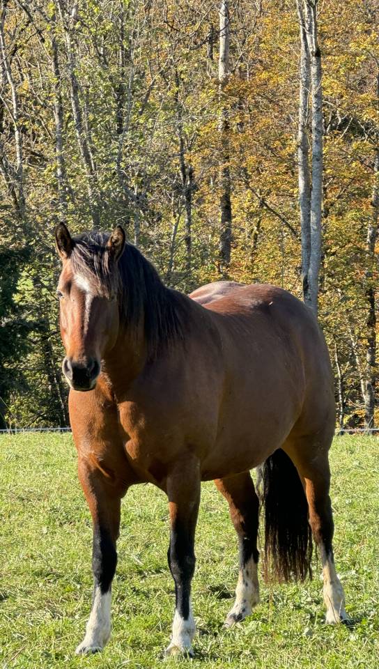 Jument Franche Montagne 8 ans
