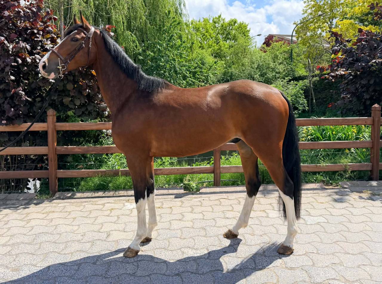 Warco de Wemmel, 4 ans 