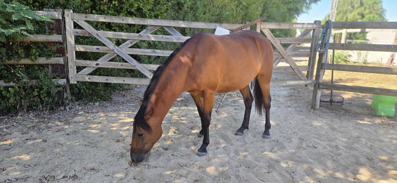 Ponette new forest 2 ans  1m38 actuellement 