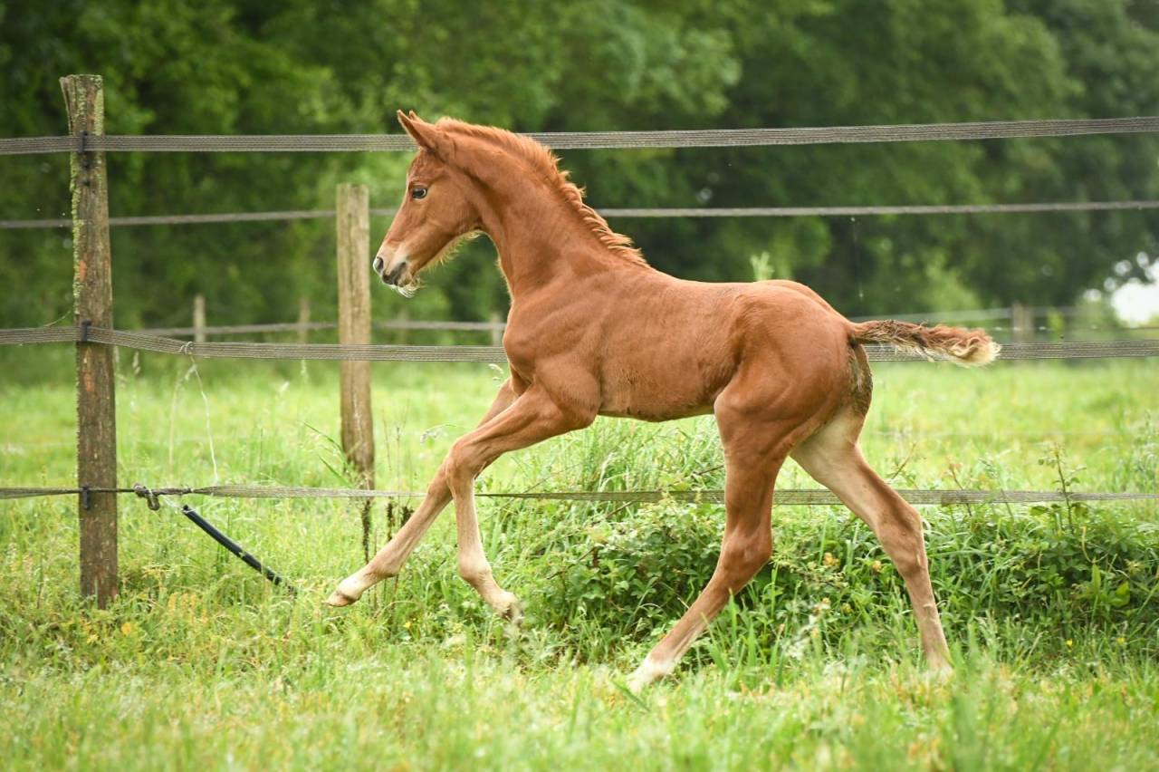 Qour&egrave;ge Grez Neuville Foal de Dressage