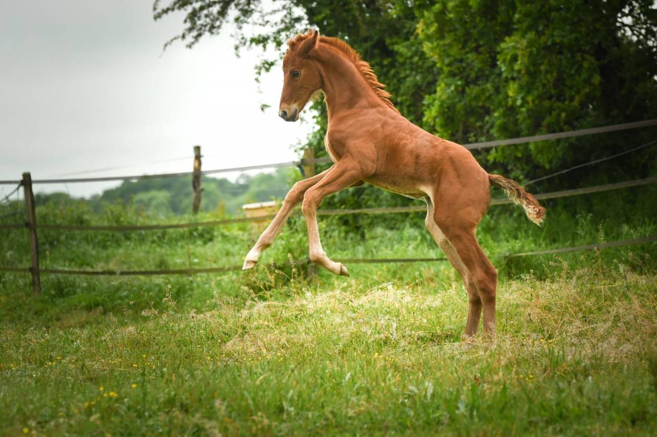 Qour&egrave;ge Grez Neuville Foal de Dressage