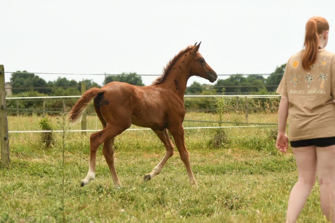 Qour&egrave;ge Grez Neuville Foal de Dressage