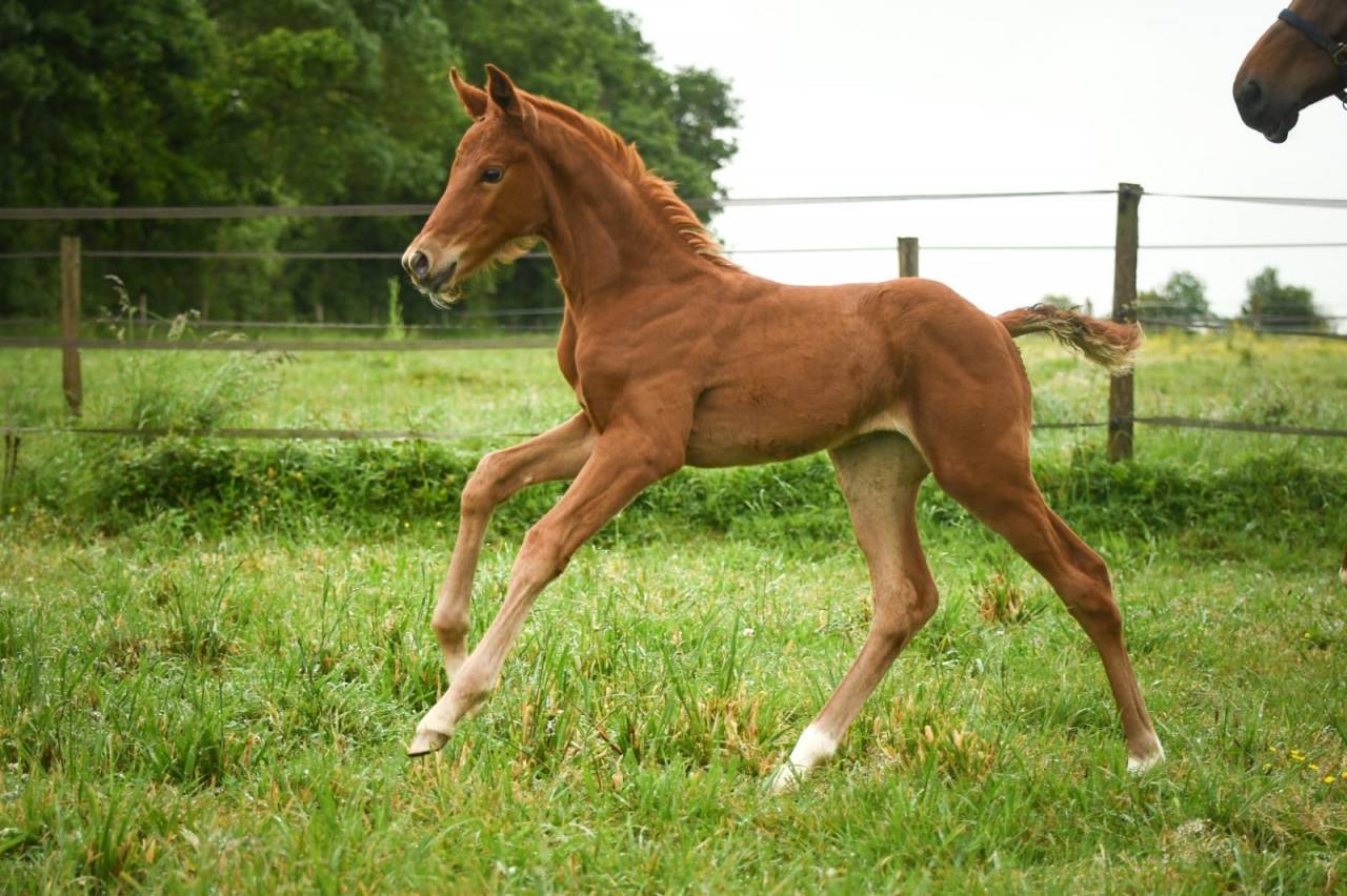 Qour&egrave;ge Grez Neuville Foal de Dressage