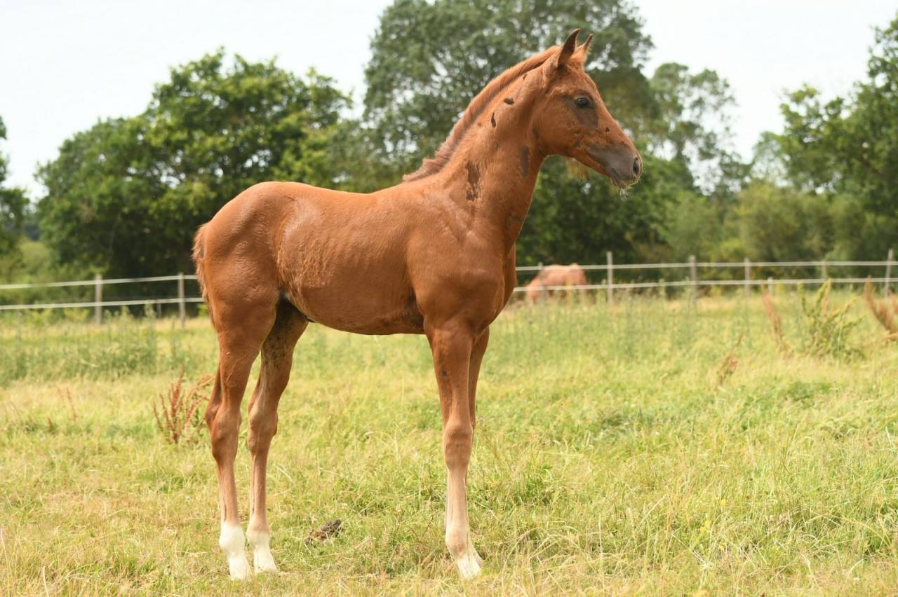 Qour&egrave;ge Grez Neuville Foal de Dressage