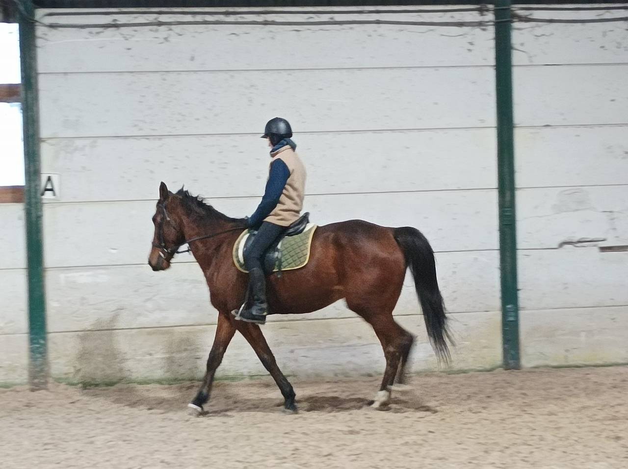 Hongre de 9 ans &agrave; vendre