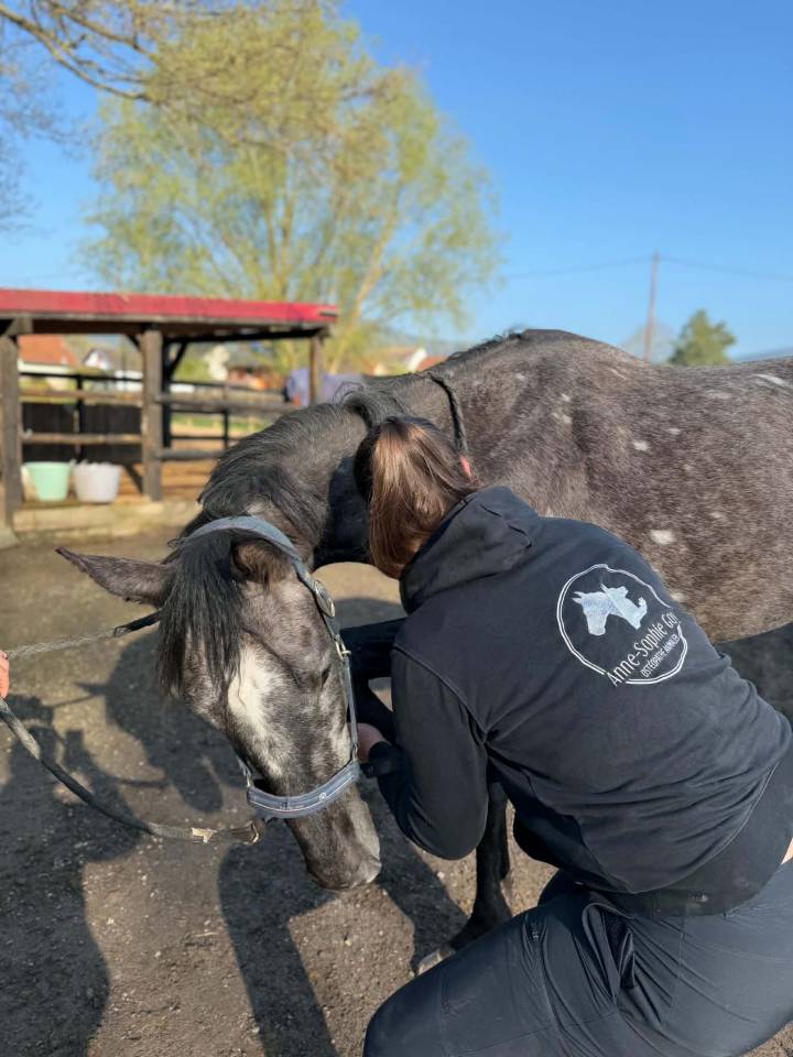 Adorable cheval gris polyvalent de 5 ans
