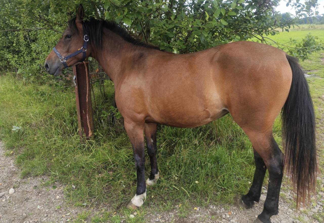 Jument crois&eacute;e cob normande arabe de 3 ans