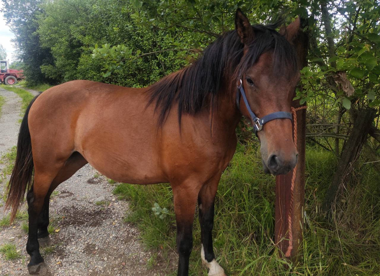 Jument crois&eacute;e cob normande arabe de 3 ans