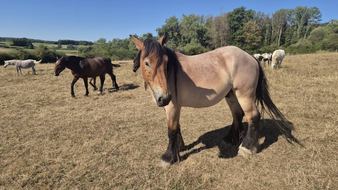 Hongre trait belge de 3 ans