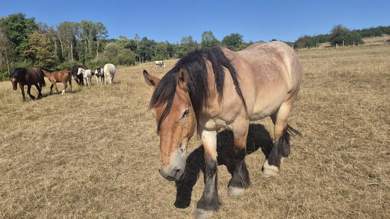 Hongre trait belge de 3 ans