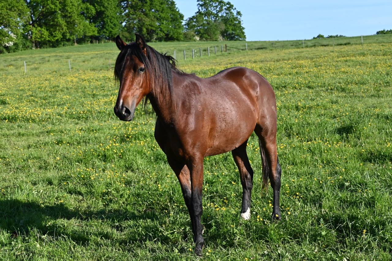 Hongre crusado lusitanien de 2 ans