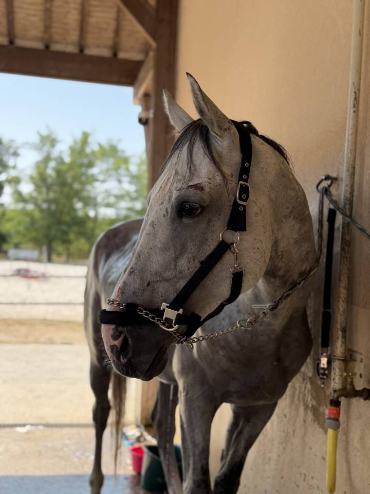 Cheval 5 ans 