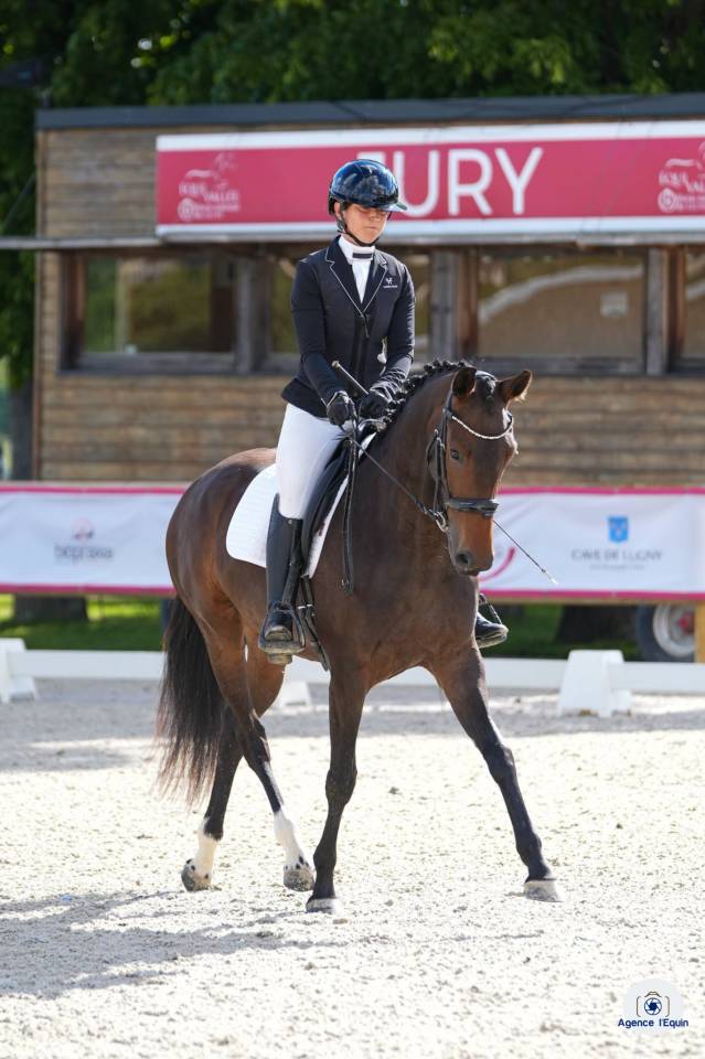 Jument - KWPN - 4 ans - Dressage - France