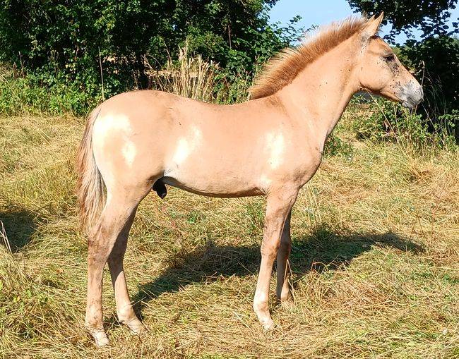 POULAIN ARABO-KONIK, alezan dun
