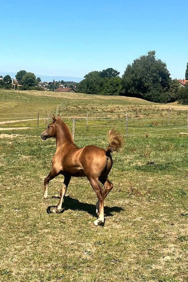 Magnifique poulain &agrave; vendre