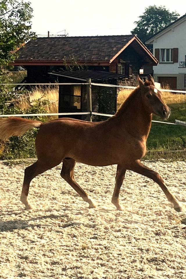Magnifique poulain &agrave; vendre