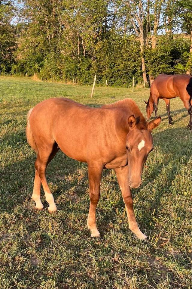 Magnifique poulain &agrave; vendre