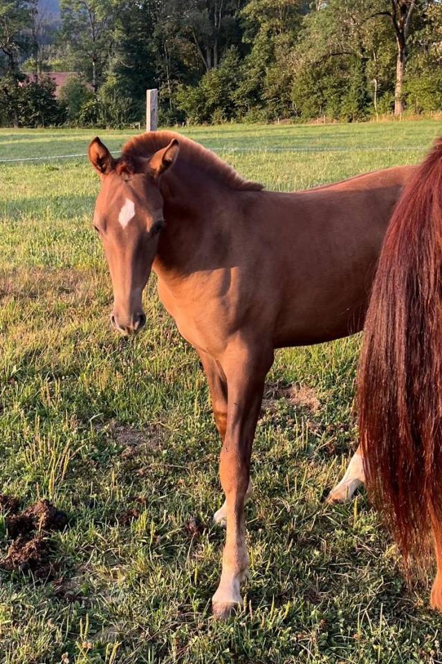 Magnifique poulain &agrave; vendre
