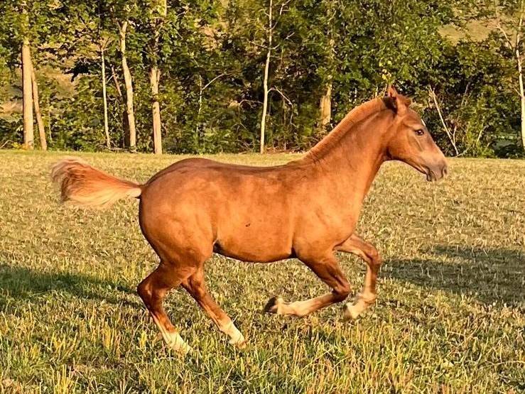 Magnifique poulain &agrave; vendre