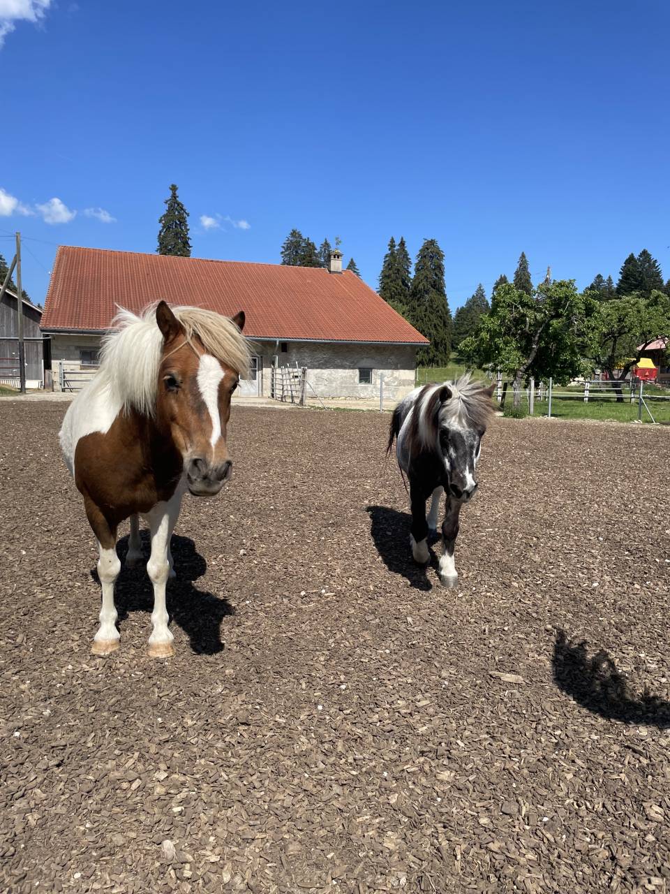 Pension pour poneys 