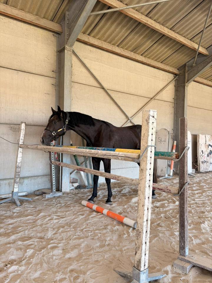 Cheval d&rsquo;exception 