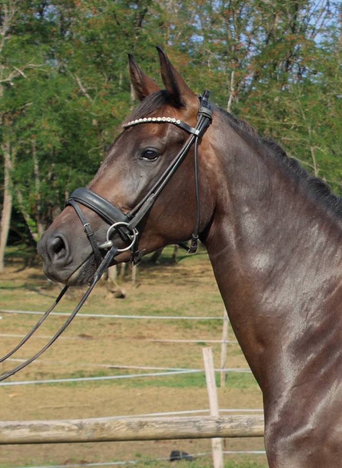 Sublime jument 6 ans dressage CCE