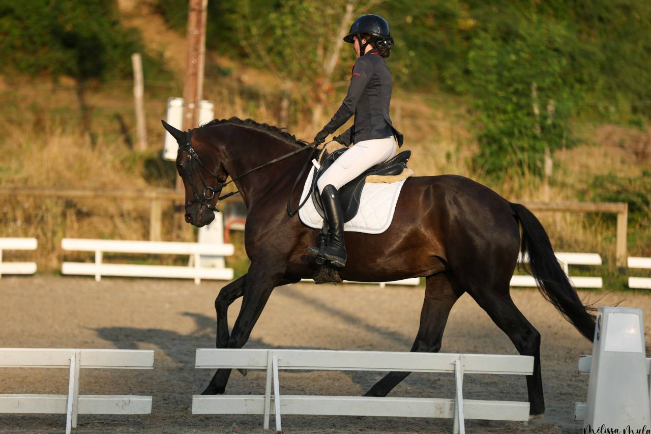 Sublime jument 6 ans dressage CCE
