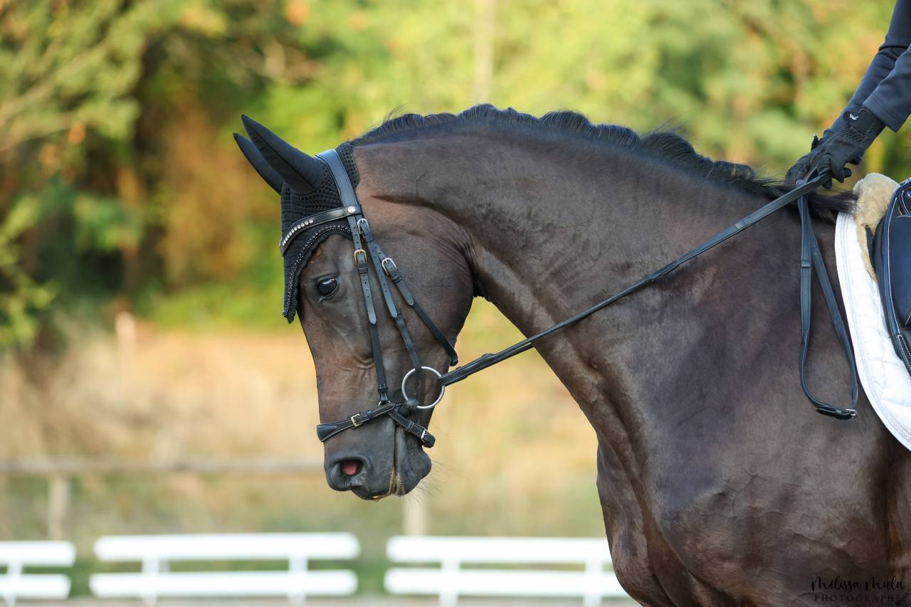 Sublime jument 6 ans dressage CCE
