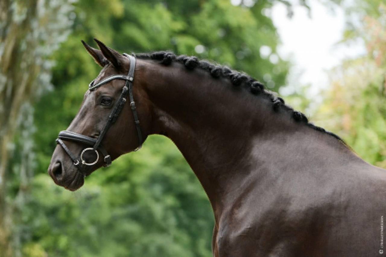 Jument - 12 ans - Dressage Schoolmaster / PSG - France