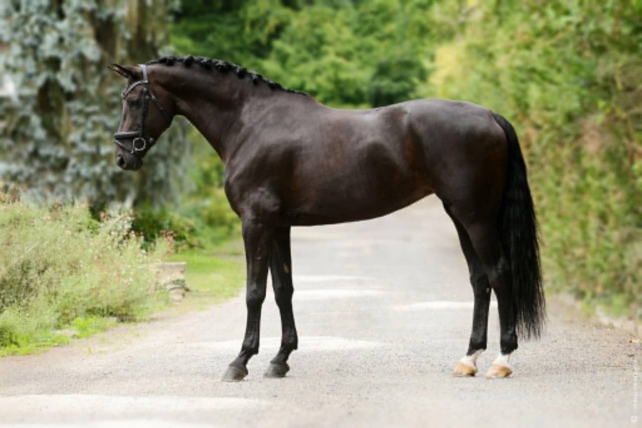 Jument - 12 ans - Dressage Schoolmaster / PSG - France