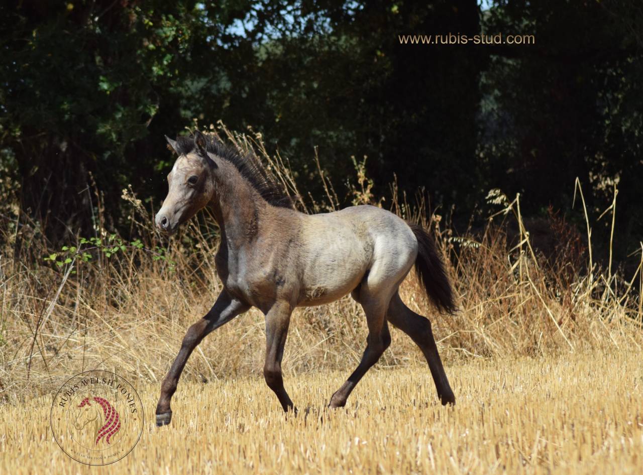 Welsh pony pp, poulini&egrave;re isabelle, suit&eacute;e d'un poulain