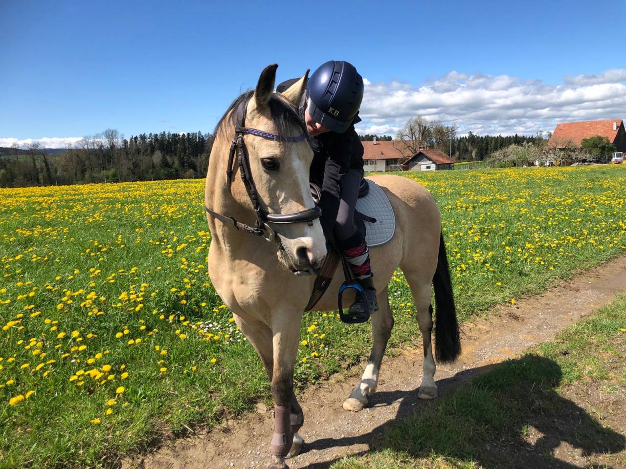 Poney demi-sang belge