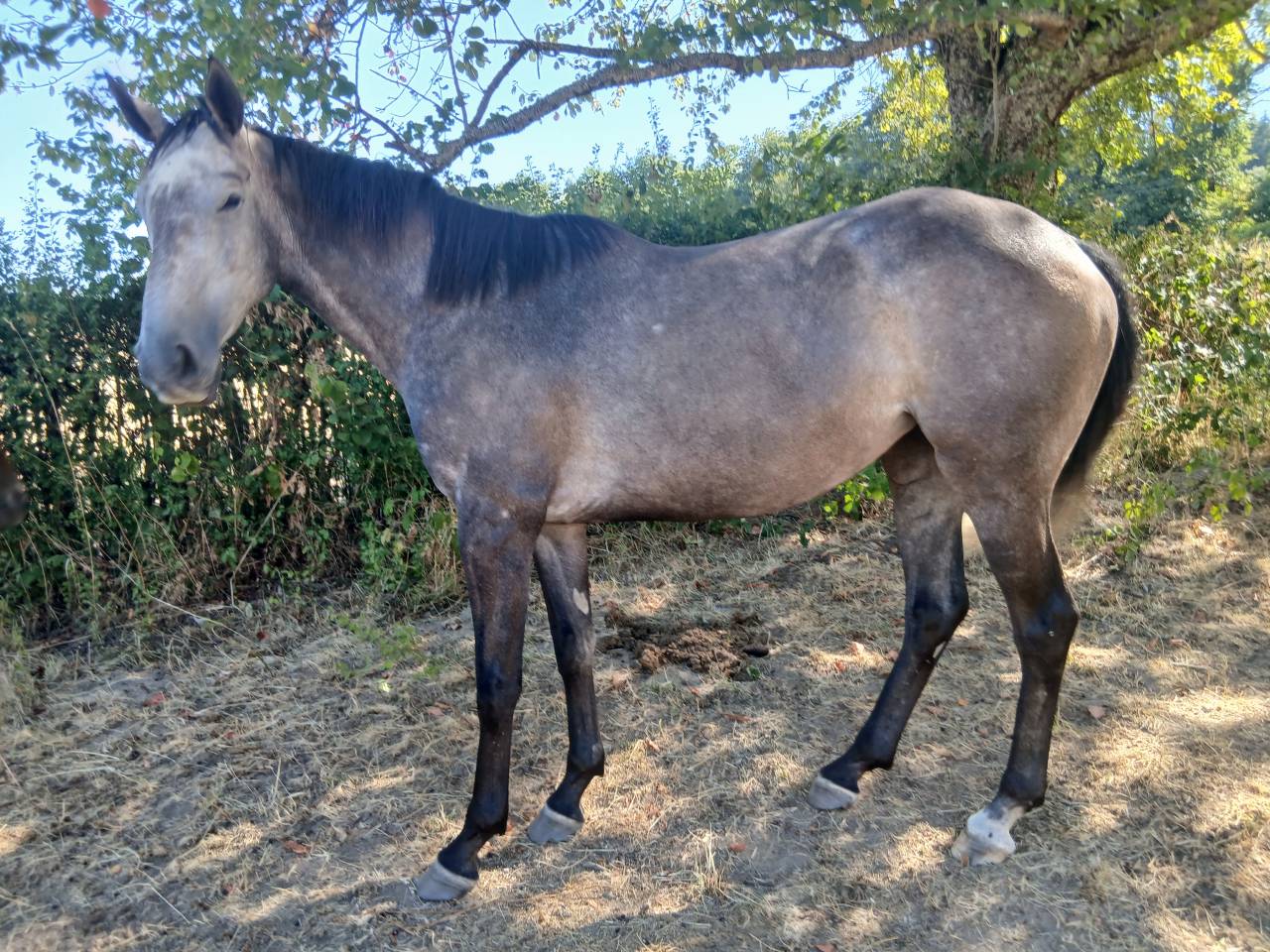 Vends 2 juments PS d&eacute;bourr&eacute;es, 3ans 1m64