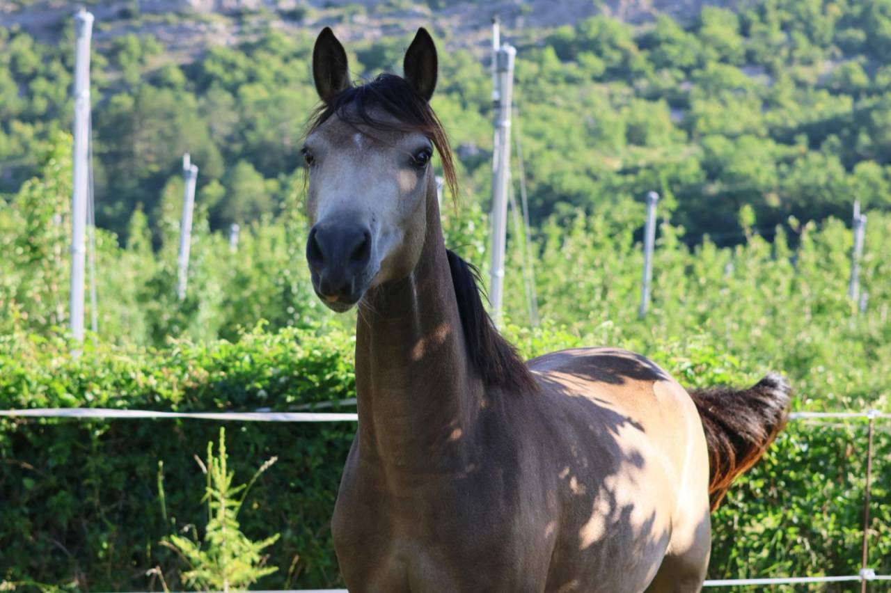 Jument - PFS - 2 ans - Dressage - France
