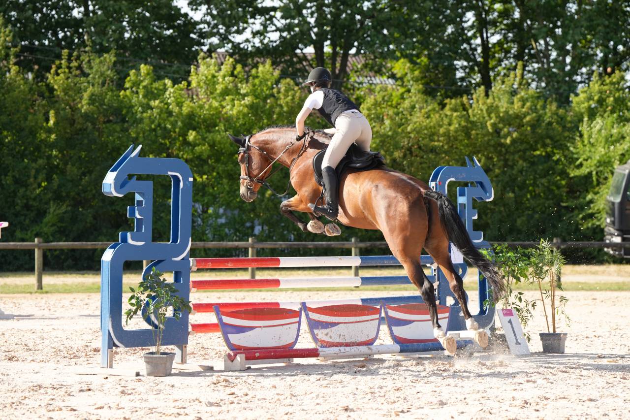 Jument KWPN 6 ans x-rays RAS prospect Am1/Elite/Hunter