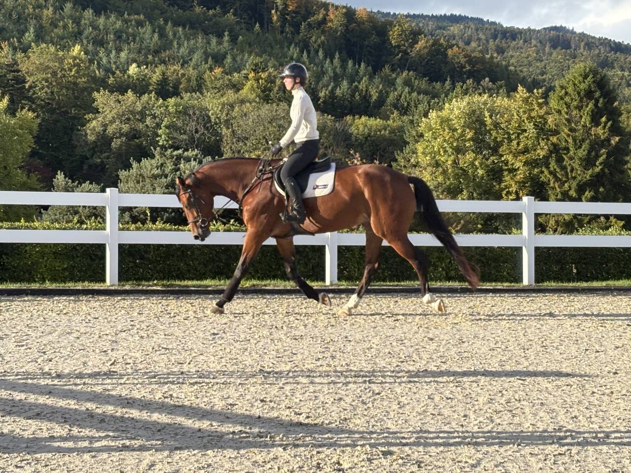 Jument KWPN 6 ans x-rays RAS prospect Am1/Elite/Hunter