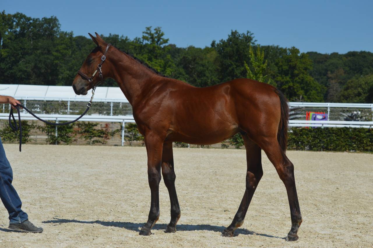 Foal m&acirc;le bai 2026, poulain d'avenir 
