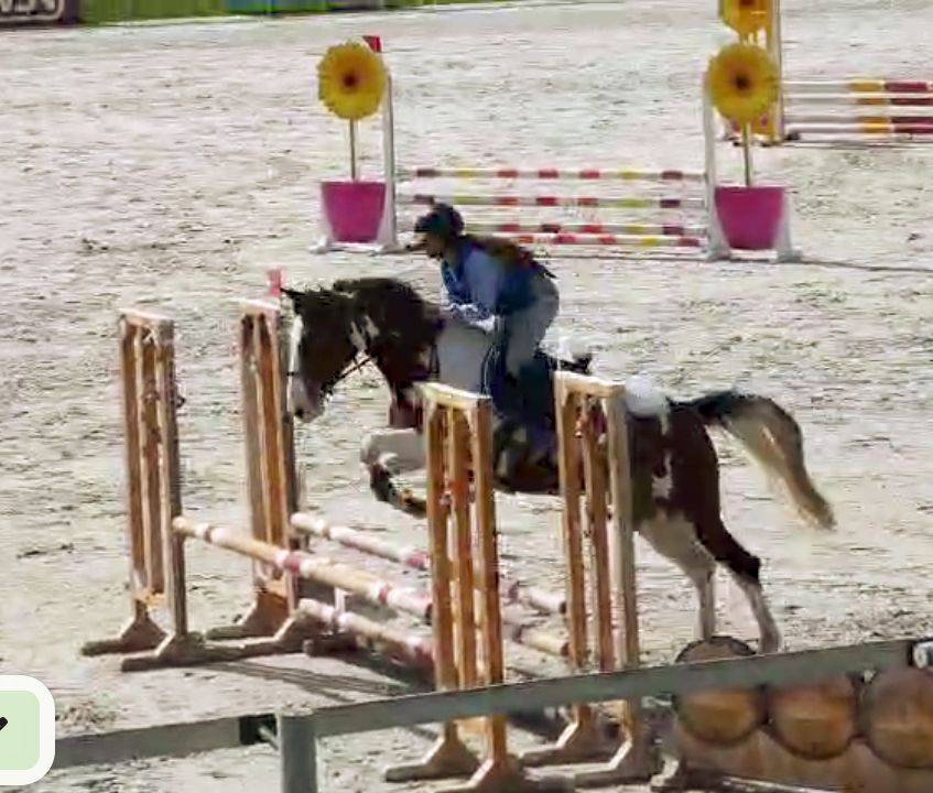 Jument oc 4 ans ( selle francais ) 
