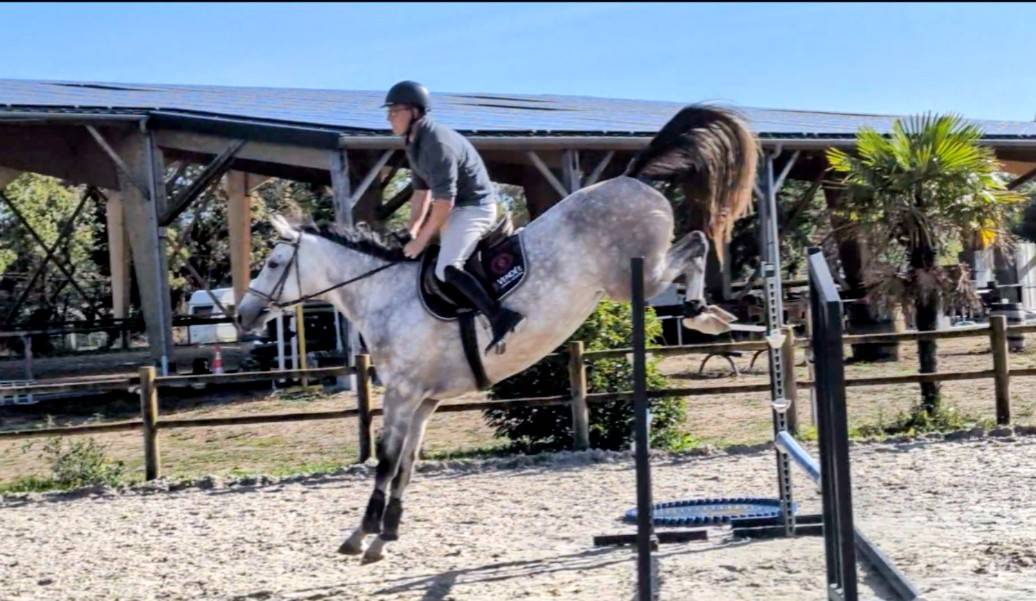 Superbe jument 4 ans par chacco white