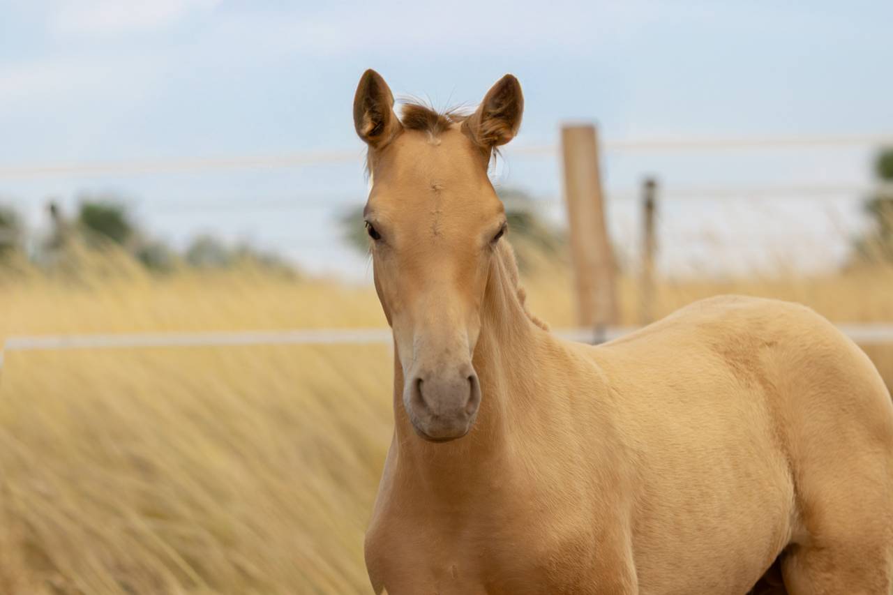 magnifique poulain double pearl