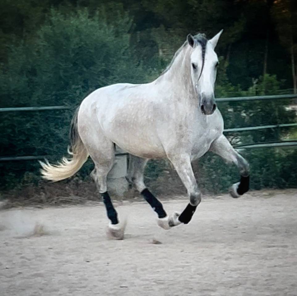PRE HONGRE 4 ANS 1,68 M DRESSAGE CLASSIQUE 1er &