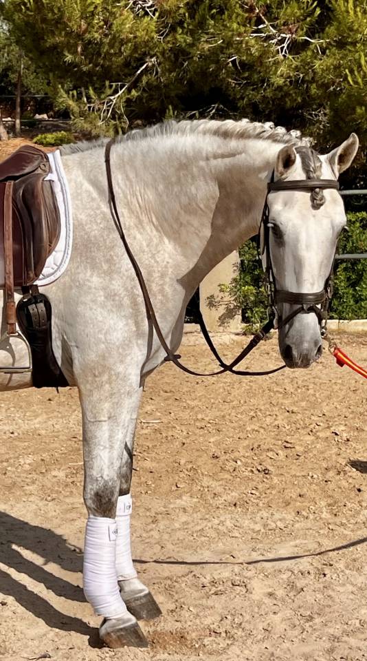 PRE HONGRE 4 ANS 1,68 M DRESSAGE CLASSIQUE 1er &
