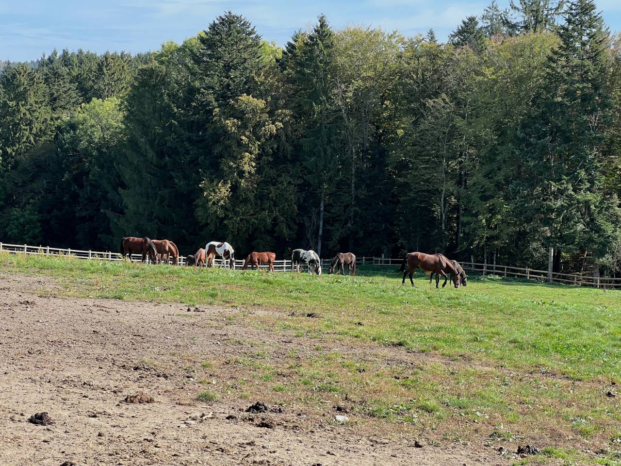 RECHERCHE ferme &eacute;questre suisse romande