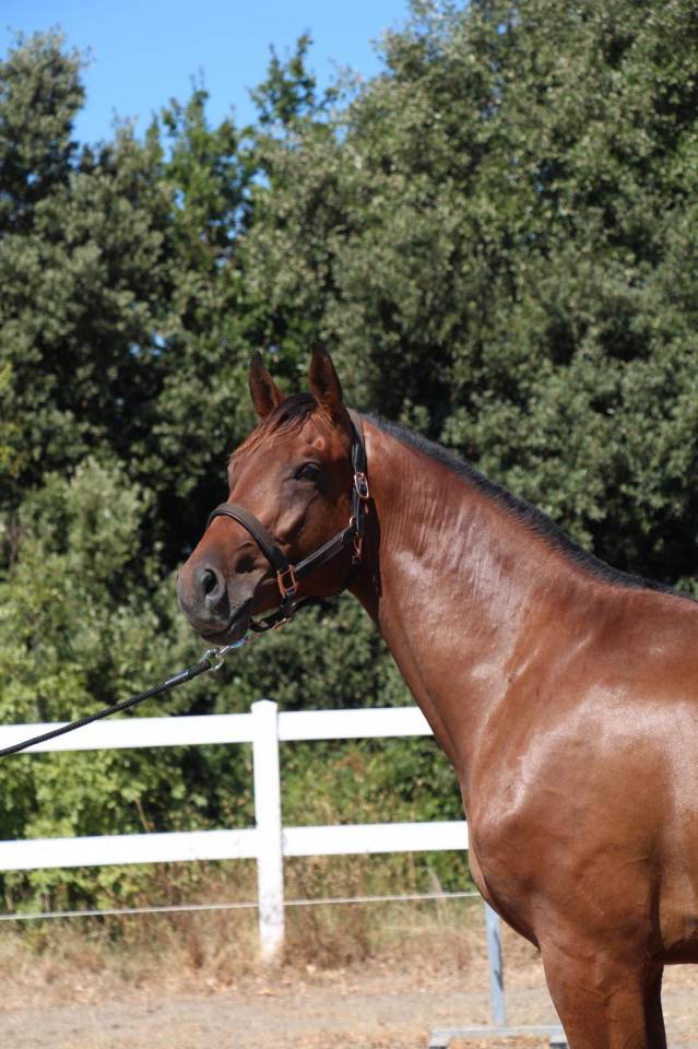 Etalon Cheval de Selle Italien A vendre 2023 Bai par MYLORD CARTHAGO