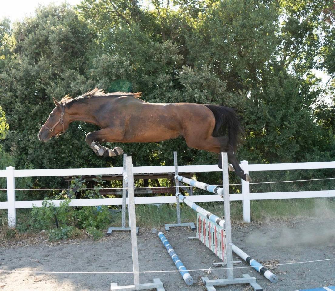 Etalon Cheval de Selle Italien A vendre 2023 Bai par MYLORD CARTHAGO