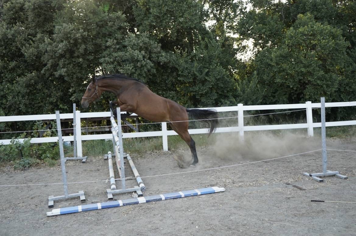 Etalon Cheval de Selle Italien A vendre 2023 Bai par MYLORD CARTHAGO