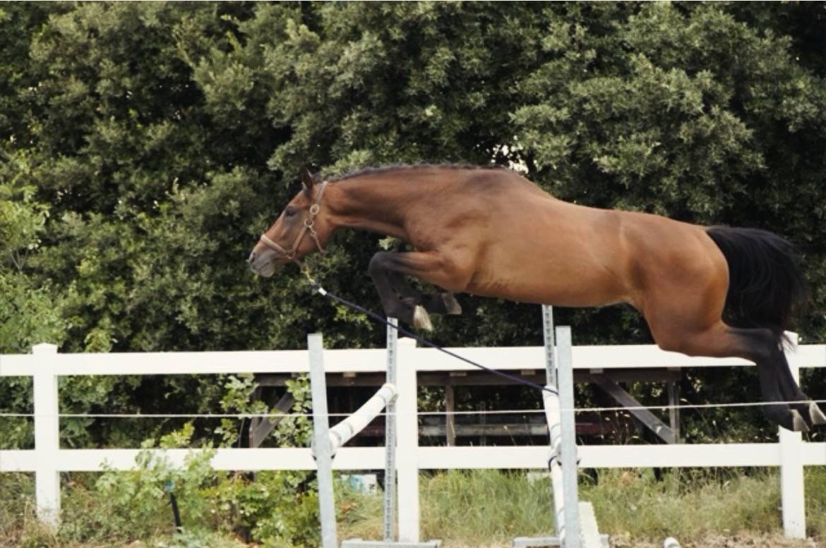 Etalon Cheval de Selle Italien A vendre 2023 Bai par MYLORD CARTHAGO
