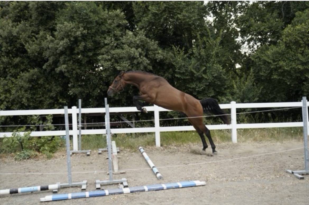 Etalon Cheval de Selle Italien A vendre 2023 Bai par MYLORD CARTHAGO