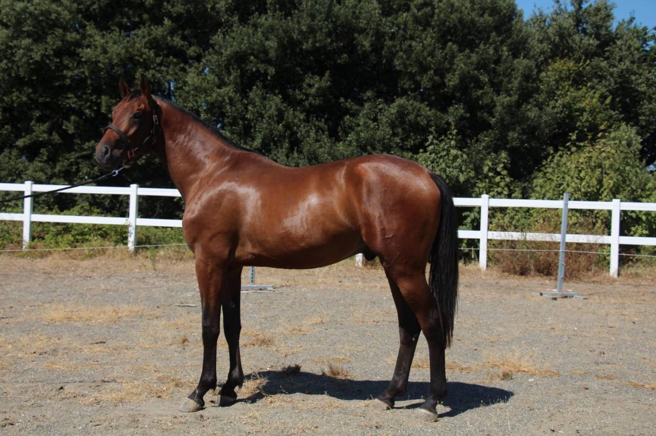 Etalon Cheval de Selle Italien A vendre 2023 Bai par MYLORD CARTHAGO