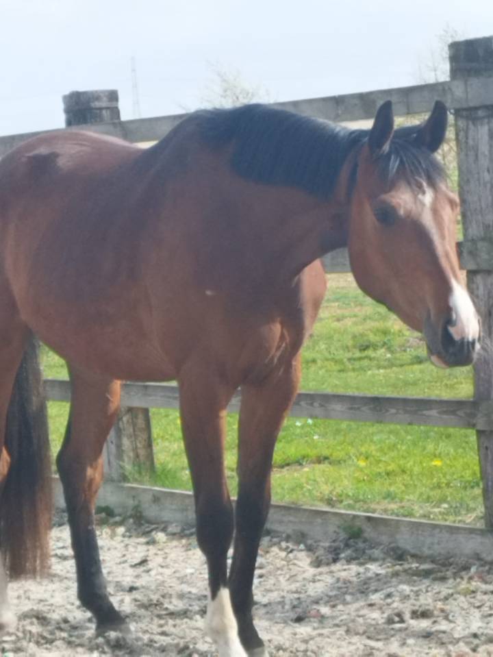 Hongre - Oldenbourg - 3 ans - Dressage - Belgique